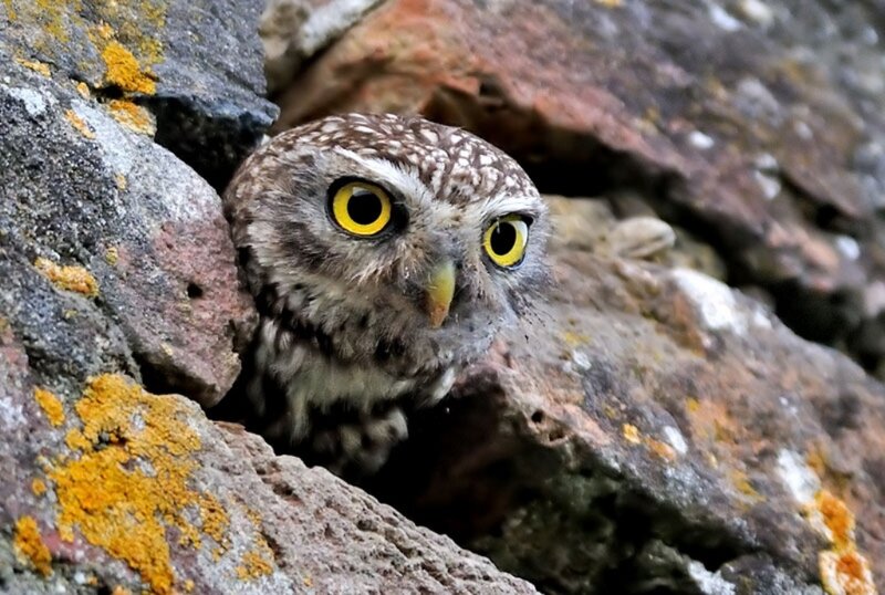 Small Owl in Rocks