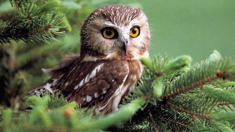 Small Owl in Tree — Brown, Alert