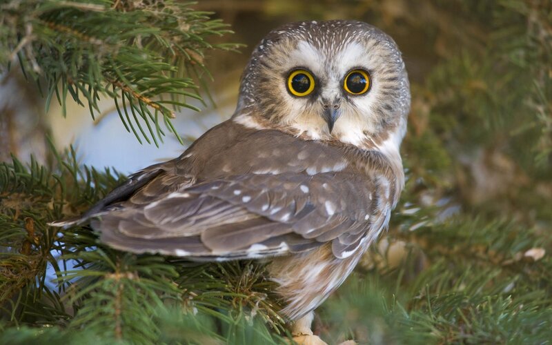 Small Owl in Tree — Brown
