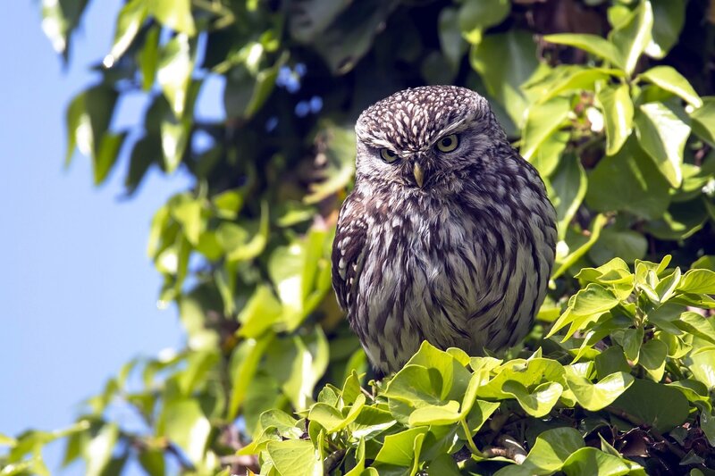 Small Owl in Tree — Green
