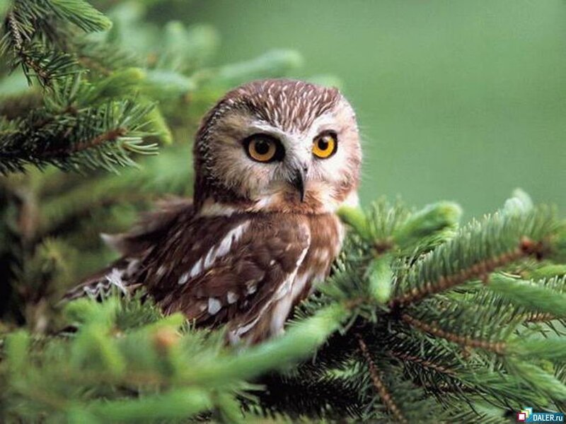 Small Owl in Tree