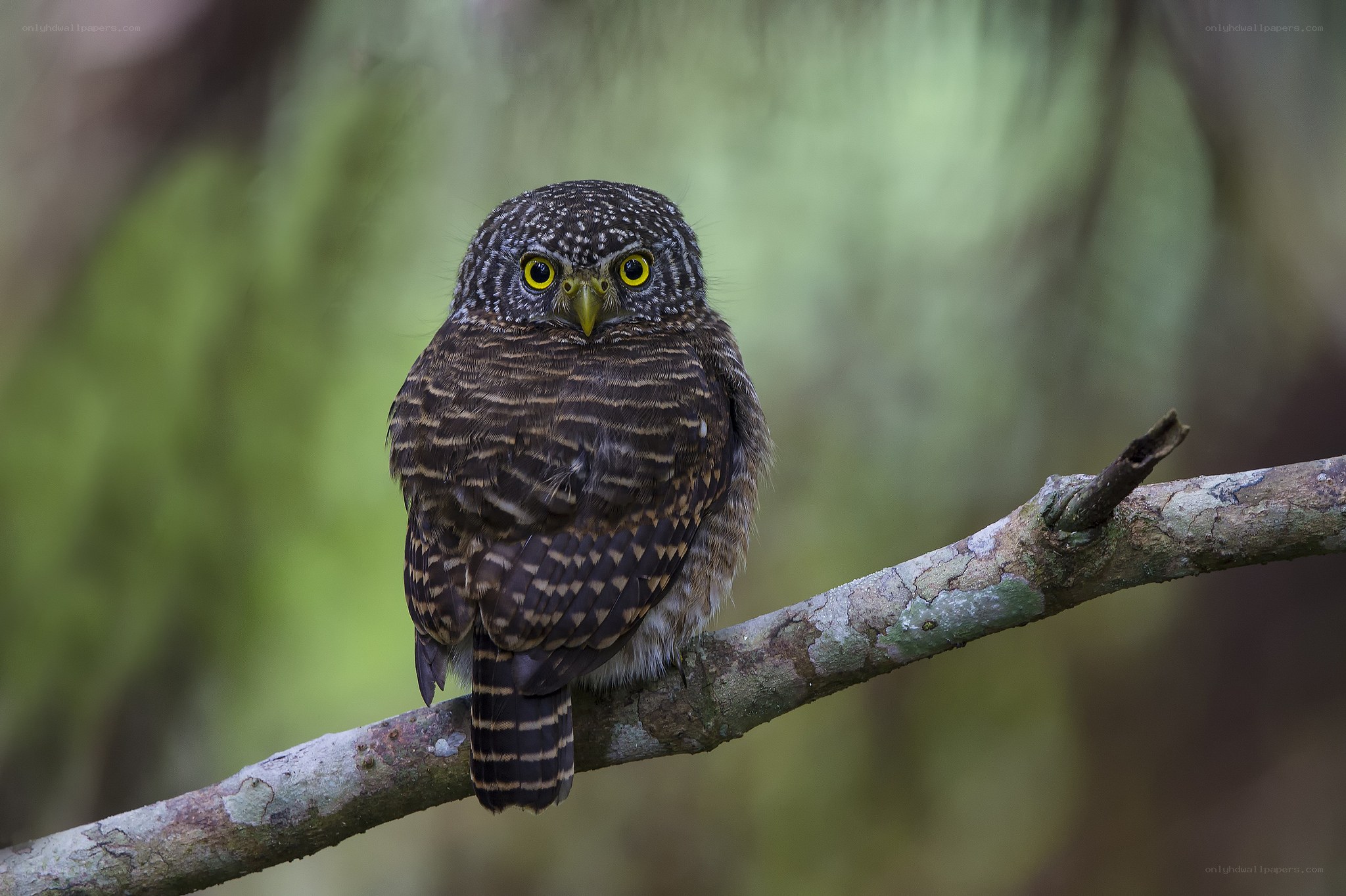 Small owl on a branch