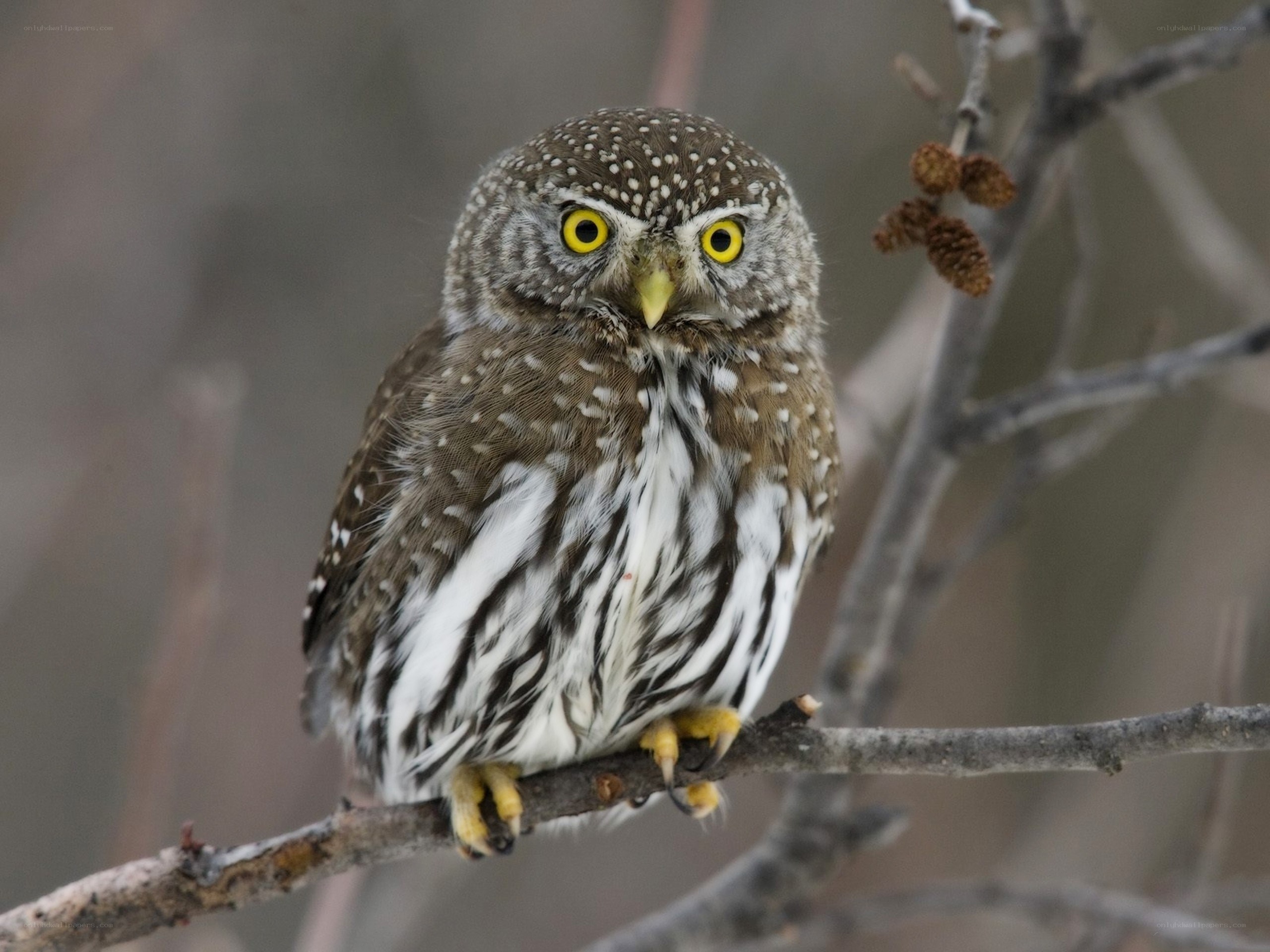 Small owl on a branch