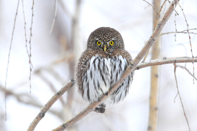 Small owl on a branch