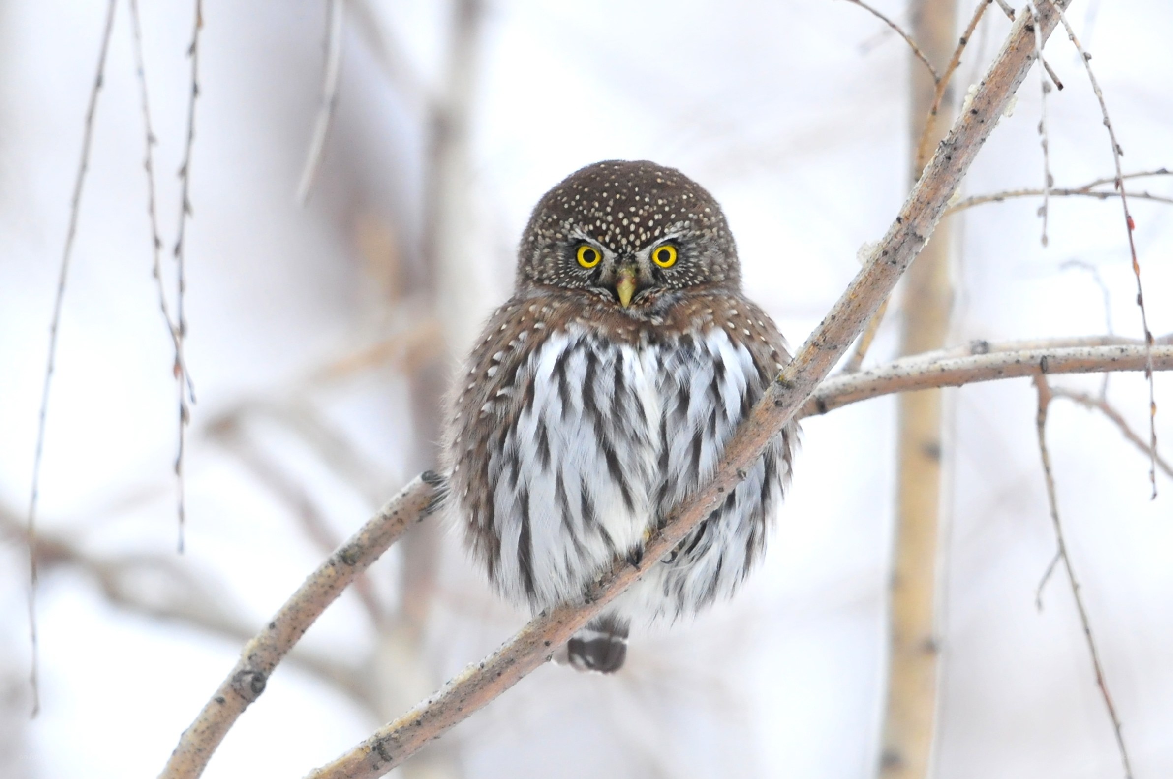 Small owl on a branch
