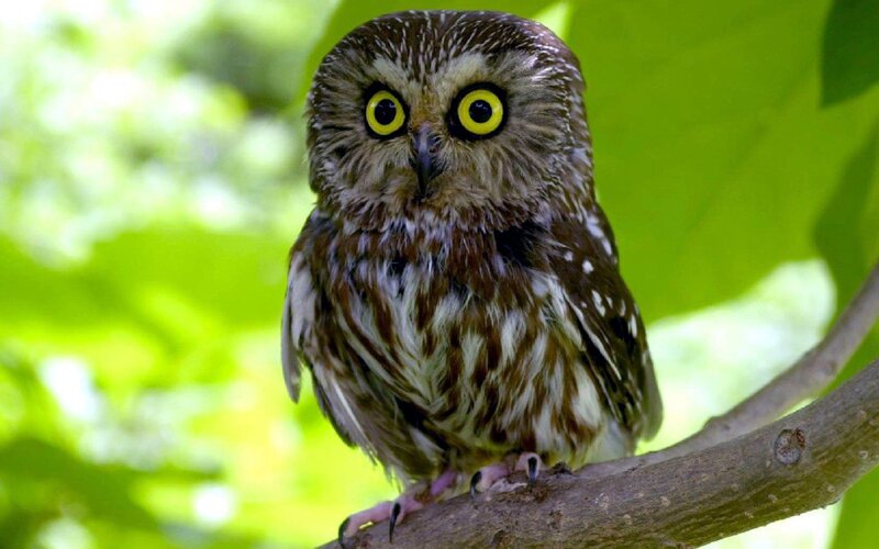 Small Owl on Branch — Brown, Alert, Afternoon