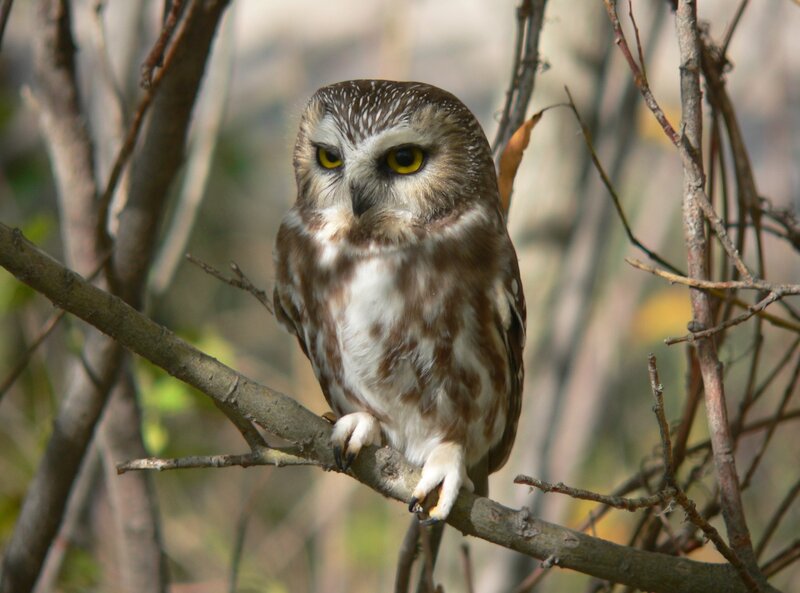 Small Owl on Branch — Brown, Alert, Autumn