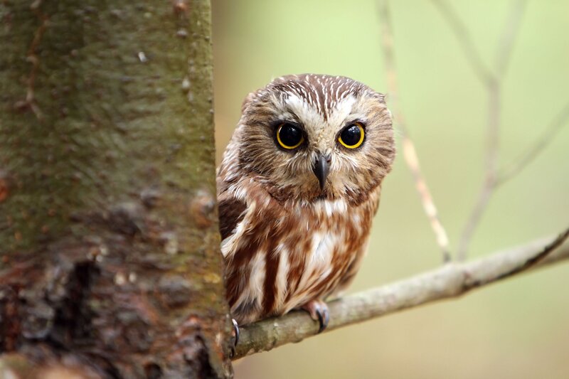 Small Owl on Branch — Brown, Alert, Morning