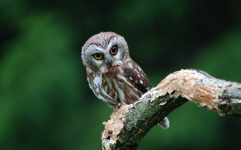 Small Owl on Branch — Brown, Alert, Photograph, Forest