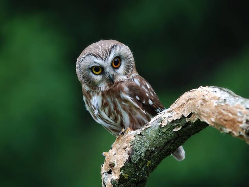 Small Owl on Branch — Brown, Alert, Photograph