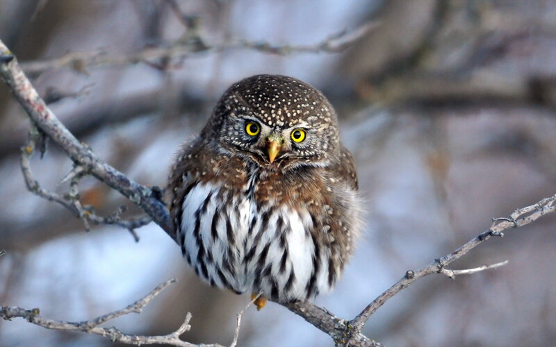 Small Owl on Branch — Brown, Alert, Winter, Photograph