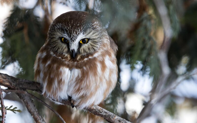 Small Owl on Branch — Brown, Alert, Winter