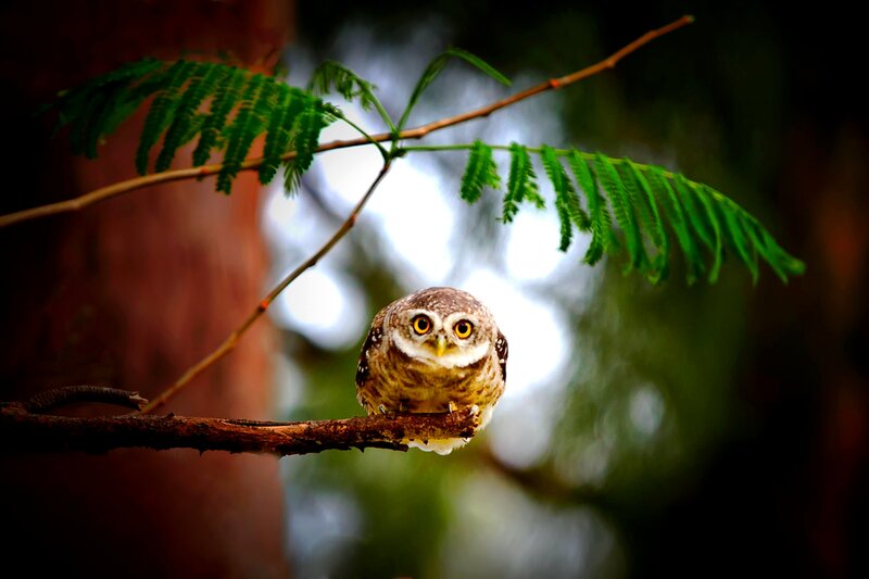 Small Owl on Branch — Brown, Calm, Afternoon