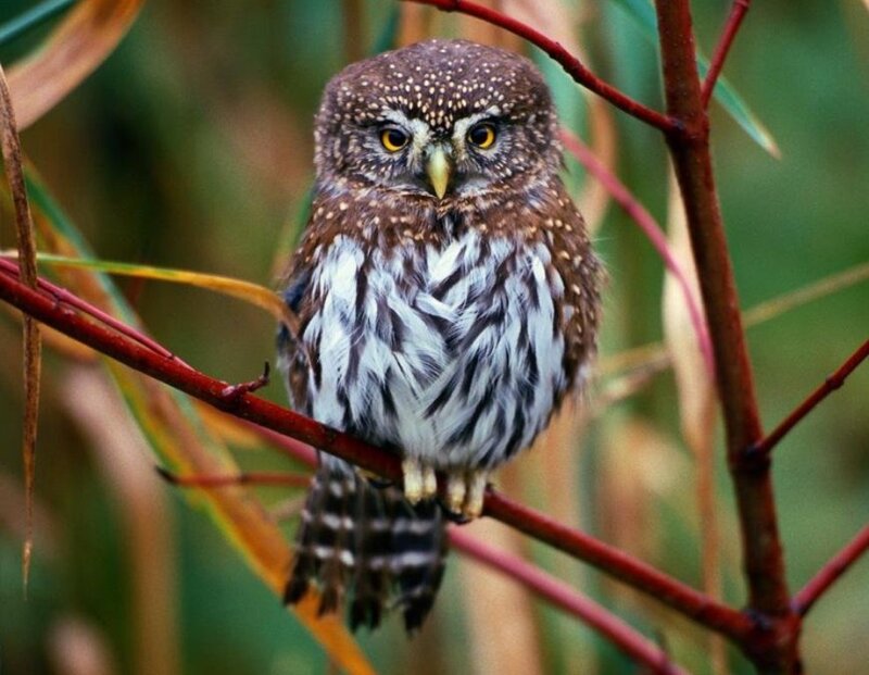 Small Owl on Branch — Brown, Calm, Autumn, Photograph, Forest, White