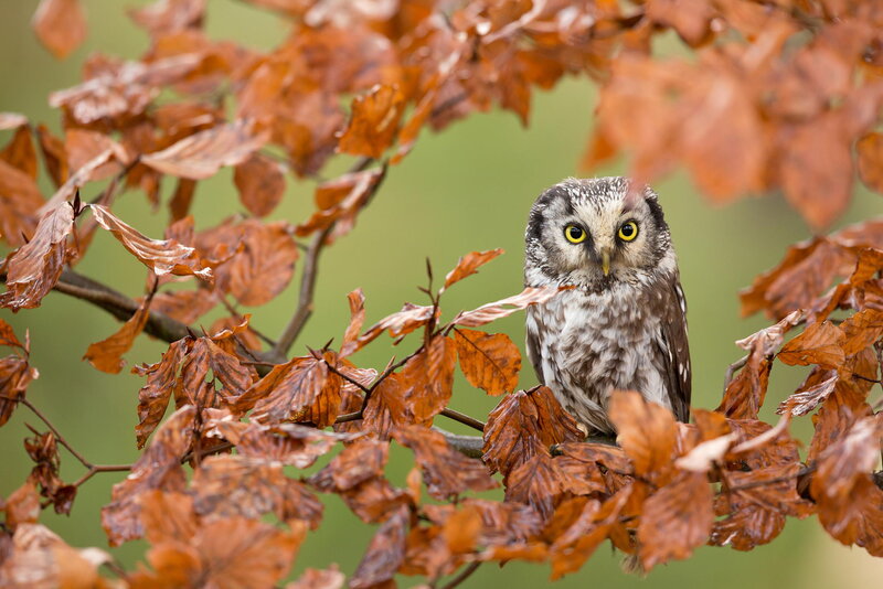 Small Owl on Branch — Brown, Calm, Autumn