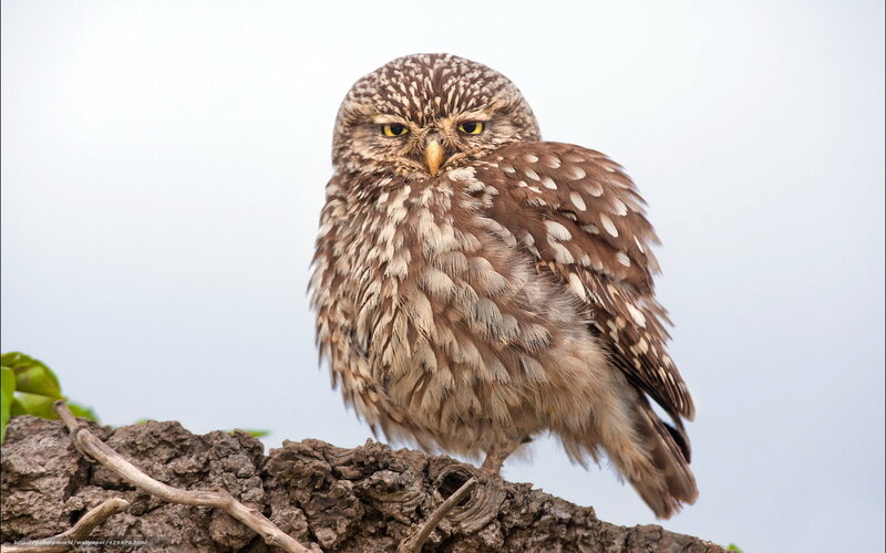 Small Owl on Branch — Brown, Calm, Photograph, Leaves