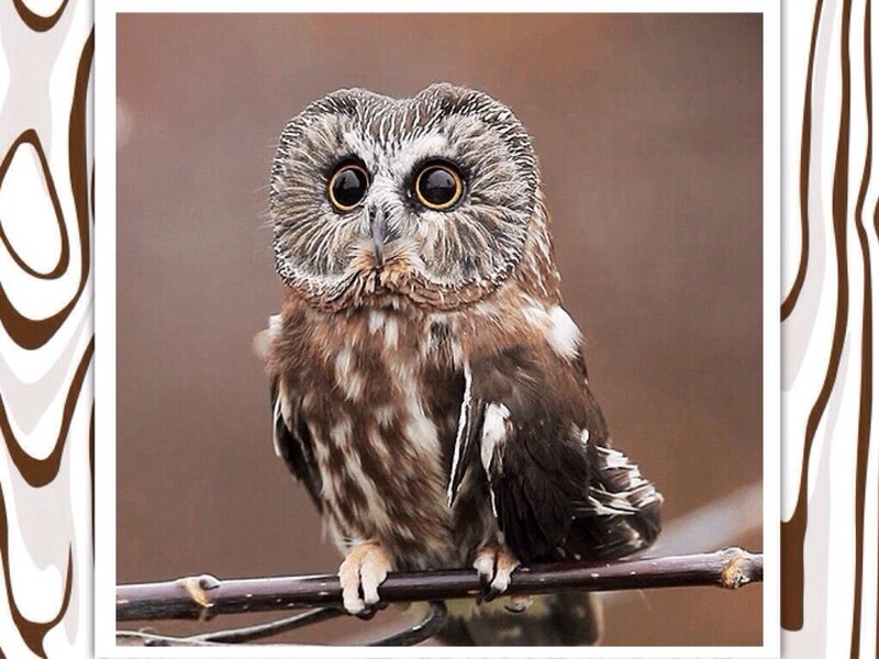 Small Owl on Branch — Brown, Calm, Photograph