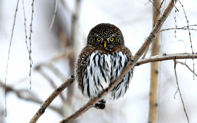 Small Owl on Branch — Brown, Calm, Winter