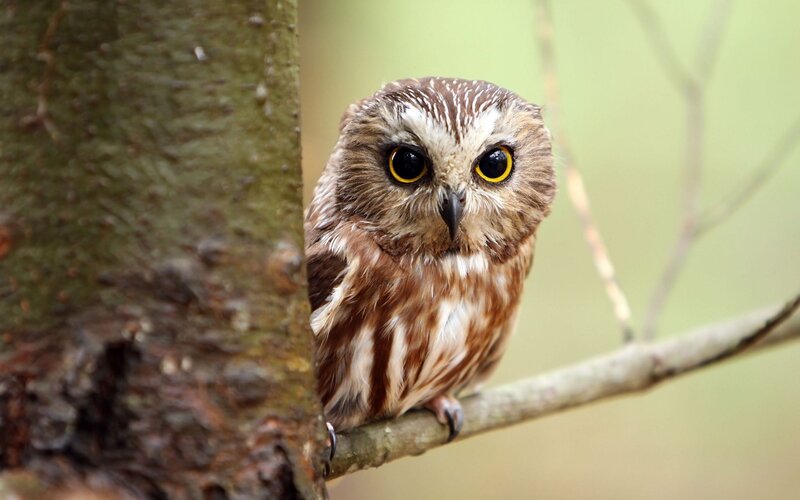Small Owl on Branch — Brown, Curious, Morning