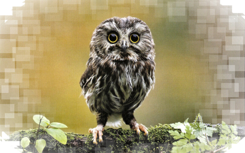 Small Owl on Branch — Brown, Curious
