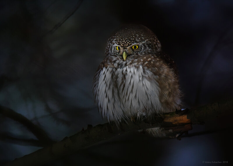 Small Owl on Branch — Brown, Dramatic