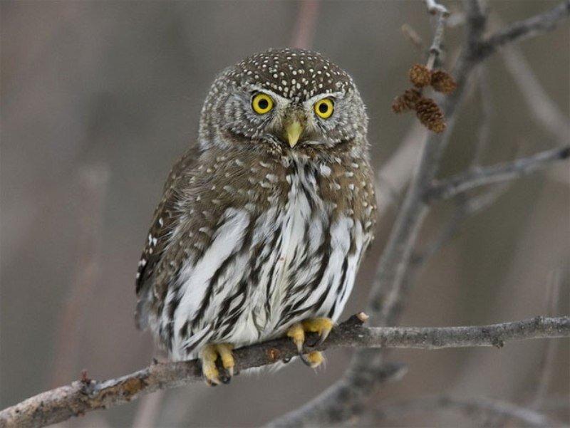 Small Owl on Branch — Brown