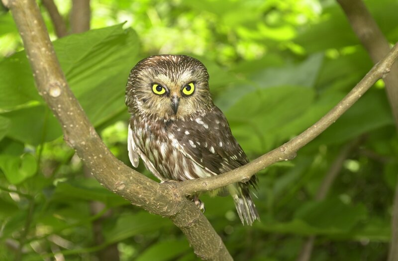Small Owl on Branch — Green, Calm