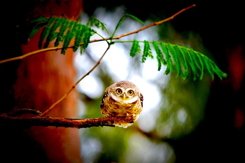 Small Owl on Branch — Green