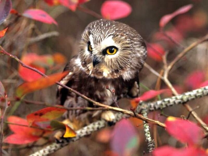 Small Owl on Branch — Red