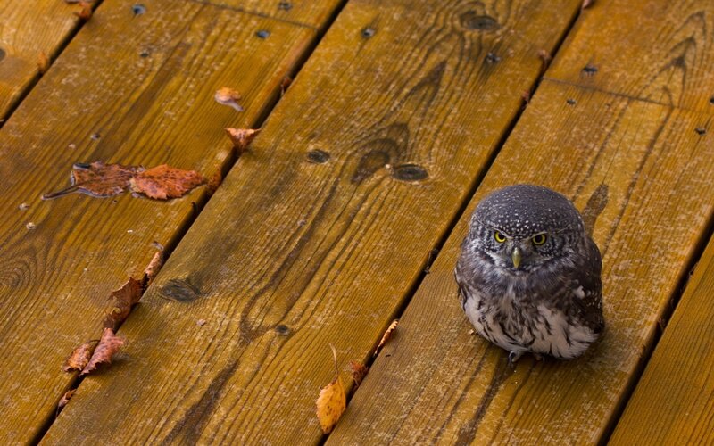 Small Owl on Deck