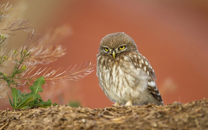 Small Owl on Ground — Brown