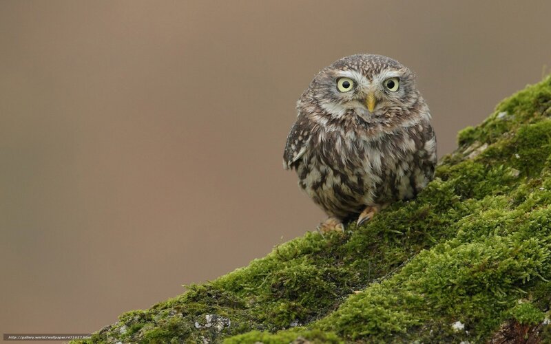 Small Owl on Moss