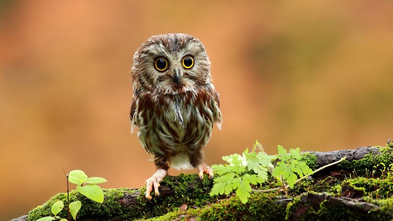 Small Owl on Mossy Branch — Brown, Calm