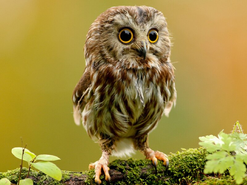 Small Owl on Mossy Branch — Brown, Curious