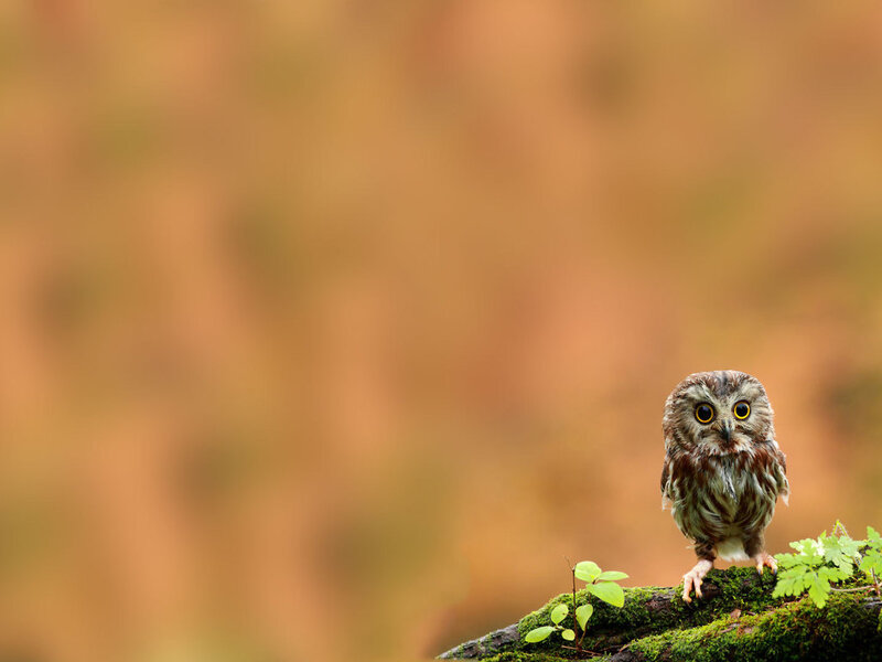 Small Owl on Mossy Branch — Brown