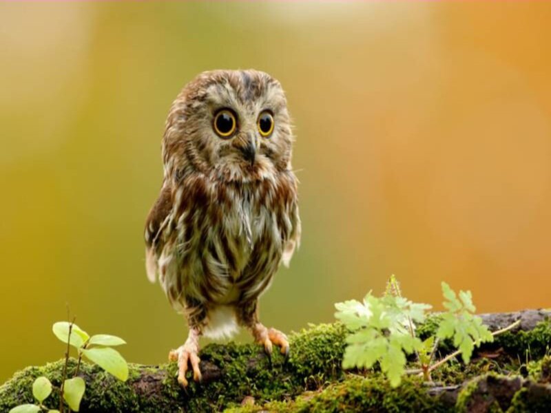Small Owl on Mossy Branch — Green