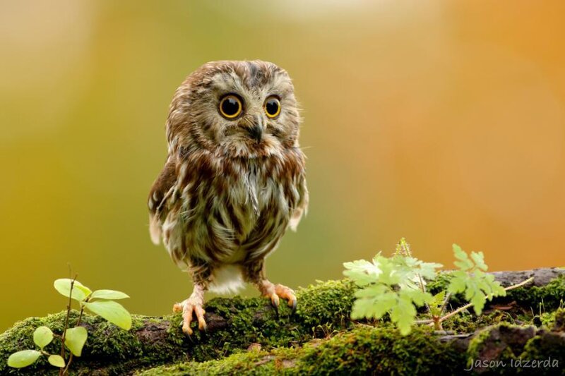 Small Owl on Mossy Branch