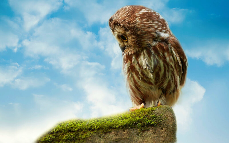 Small Owl on Mossy Rock — Blue