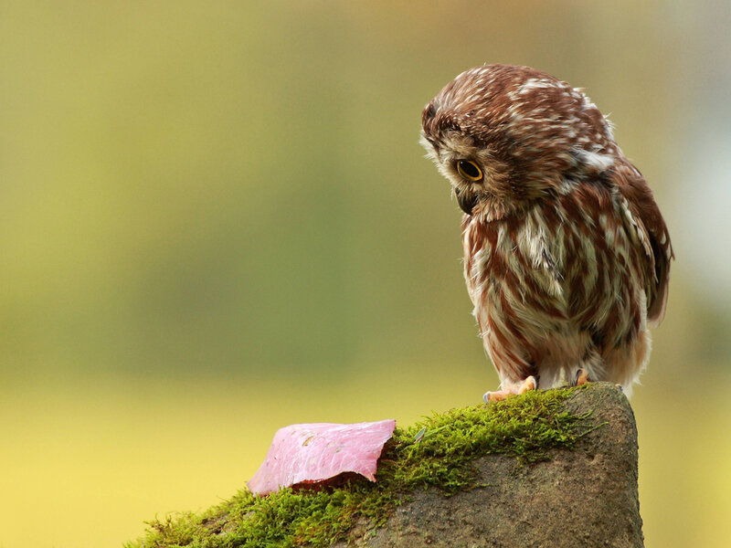 Small Owl on Mossy Rock — Green
