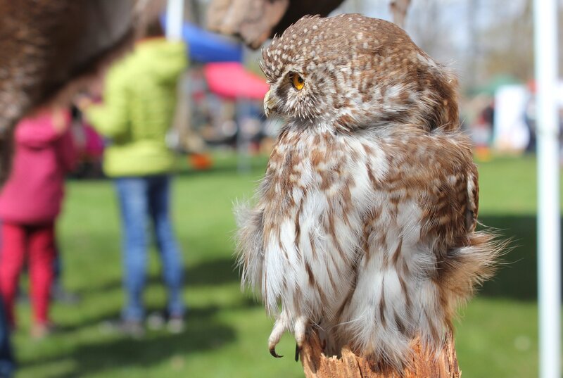 Small Owl on Perch