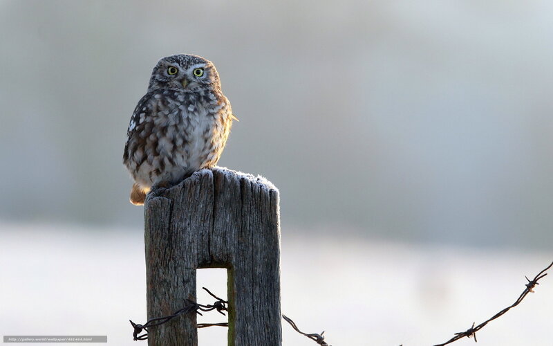 Small Owl on Post — Brown