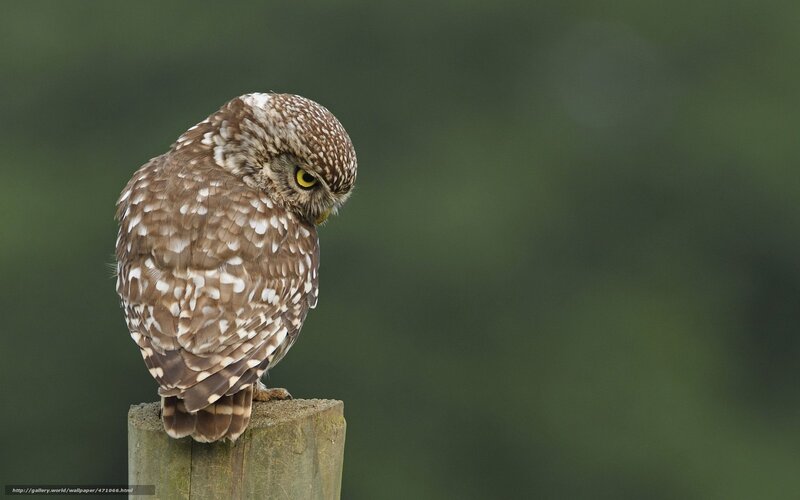 Small Owl on Post
