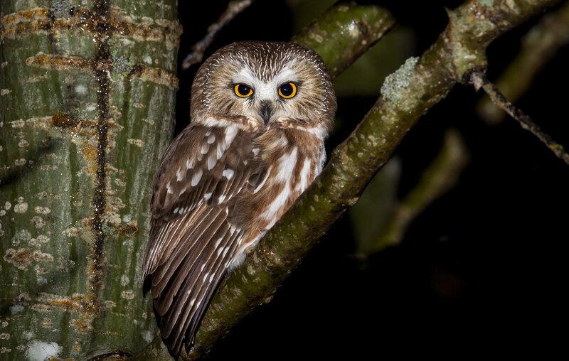 Small Owl on Tree Branch