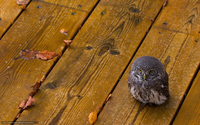 Small Owl on Wood — Brown, Calm