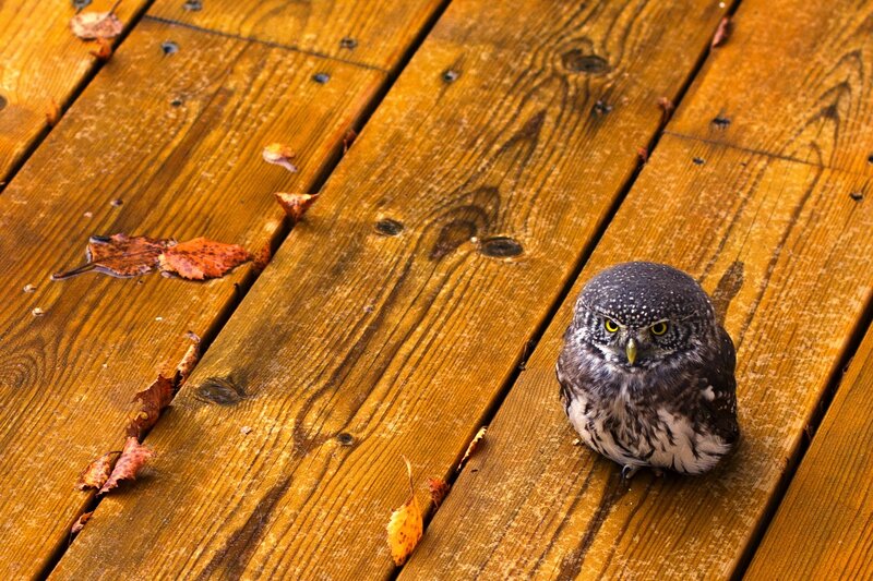 Small Owl on Wood — Brown