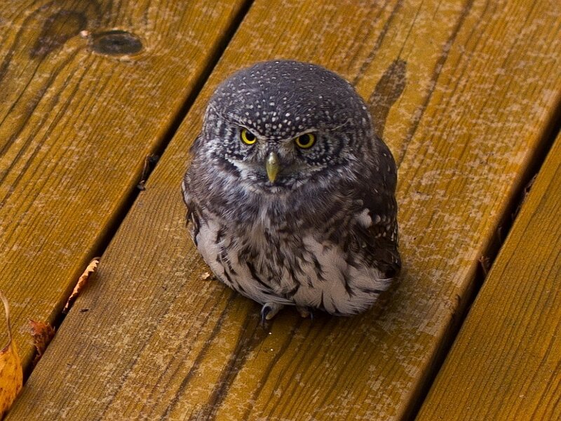 Small Owl on Wood