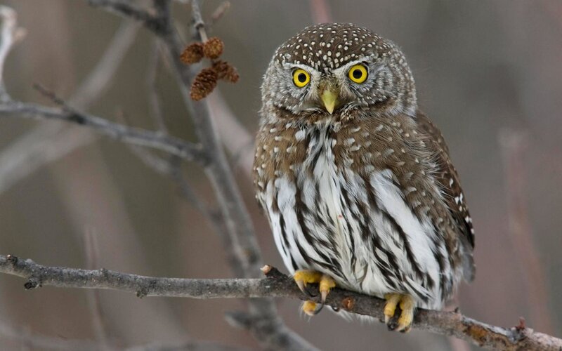 Small owl perched on a branch