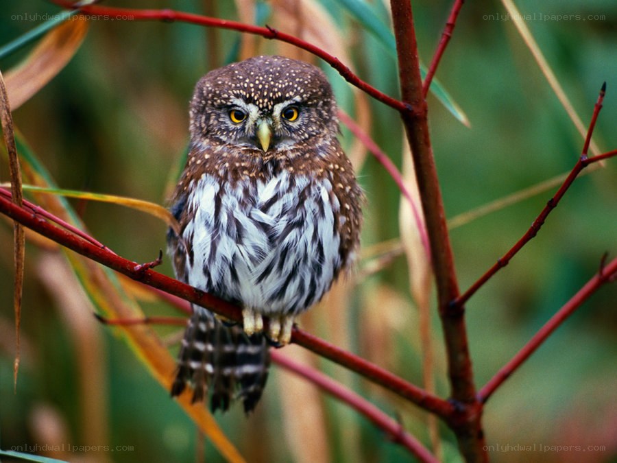 Small owl perched on a branch