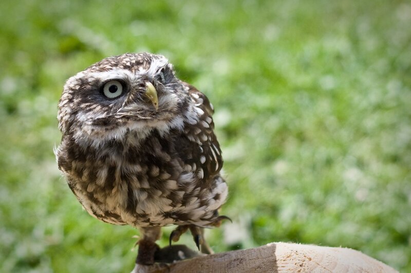 Small Owl Perched