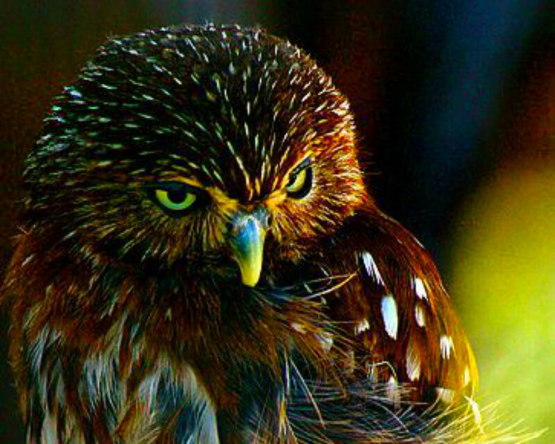 Small Owl with Yellow Eyes